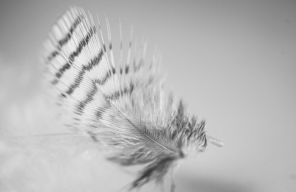 Sustainable home décor: embrace natural feathers for style